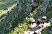 42 Sentiero in traverso sui ripidi pendii del versante nord del Monte Corte